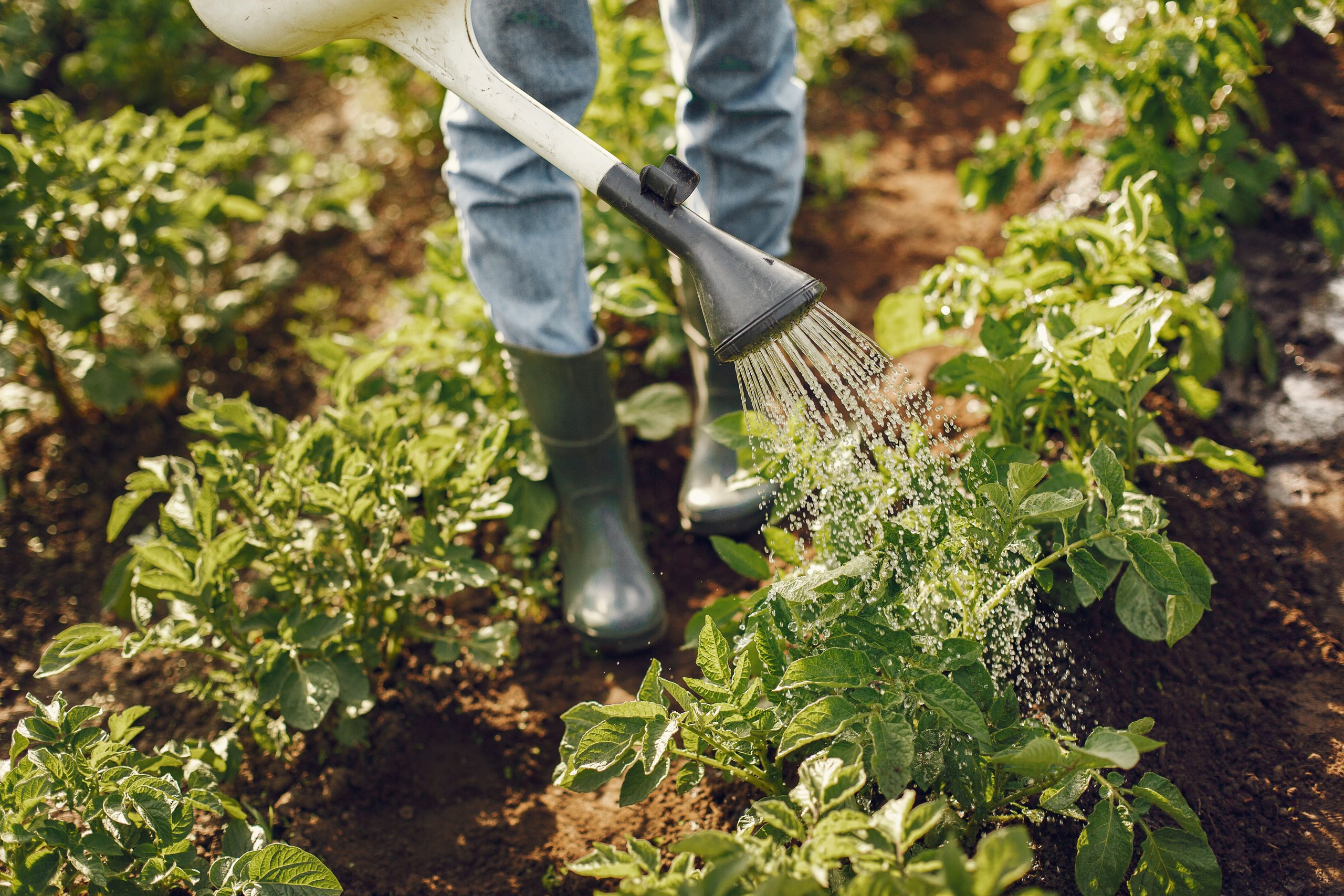 Tuintips VTV Lambertushof